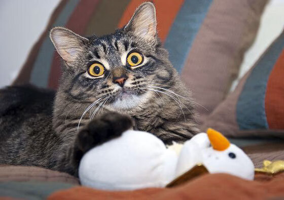 全国滑板街式挑战赛决出年度冠军,街头滑板比赛规则